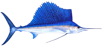 sailfish.png
