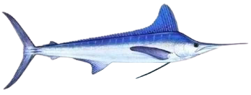 white-marlin1.png