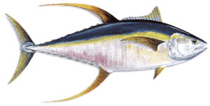 yellowfin-tuna.png
