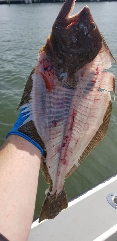 Flounder season in Virgina Beach