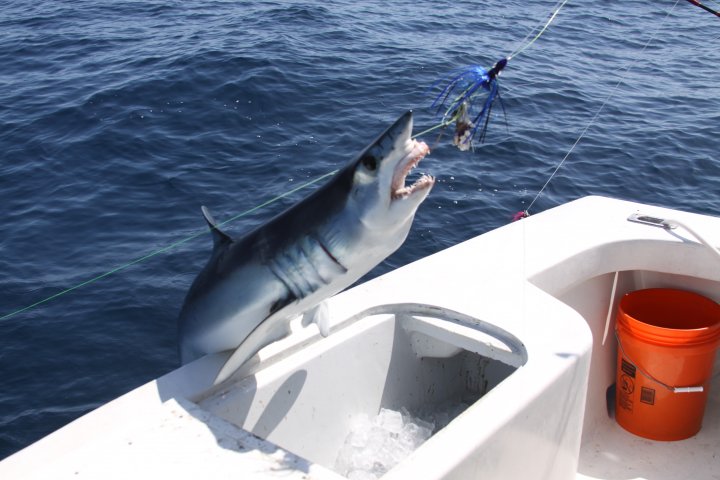 Big Game Shark Fishing, Blue Shark Fishing Charters