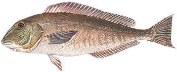 Blueline Tilefish