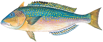 Golden Tilefish