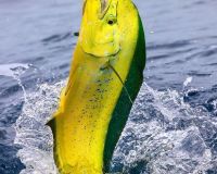 virginia beach fishing 1 20200828