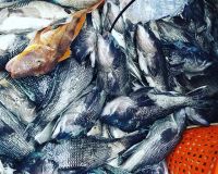 virginia beach fishing 3 20200828