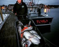 virginia beach fishing 3 20200828