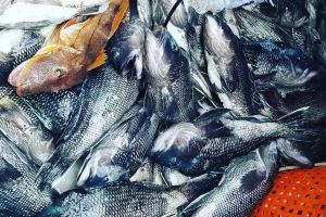 virginia beach fishing 5 20200828
